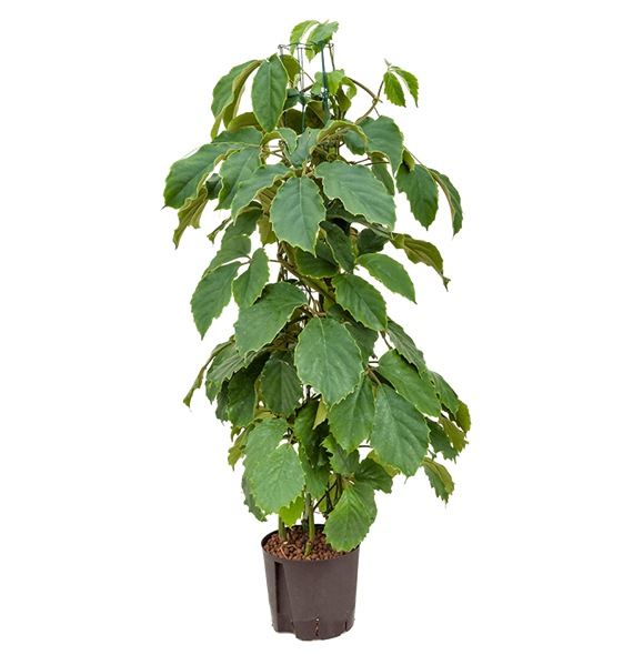 Tetrastigma voinierianum 1TETRPY15