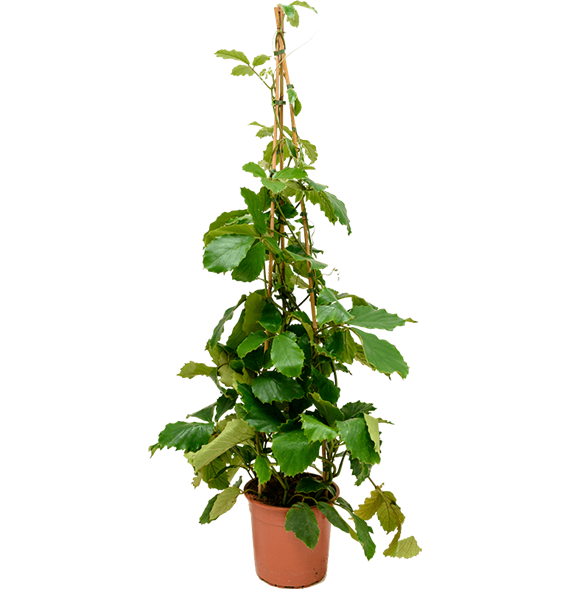 Tetrastigma voinierianum 4TEVOPY27