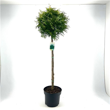 Thuja occidentalis 'Brabant' F00008850