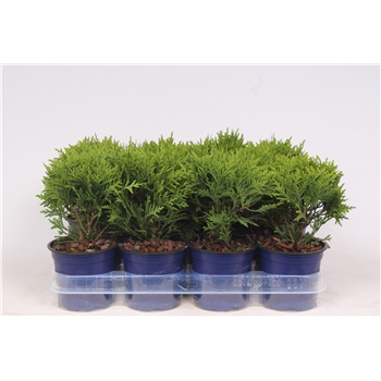 Thuja occidentalis 'Danica' F00003511