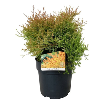 Thuja occidentalis 'Fire Chief' F00009864