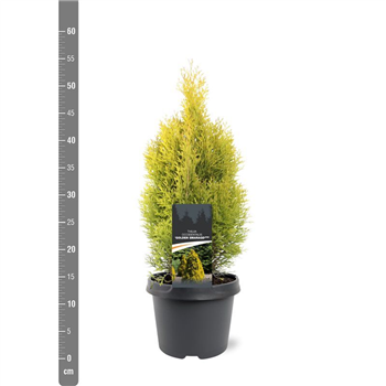 Thuja occidentalis 'Golden Smaragd' F00009847