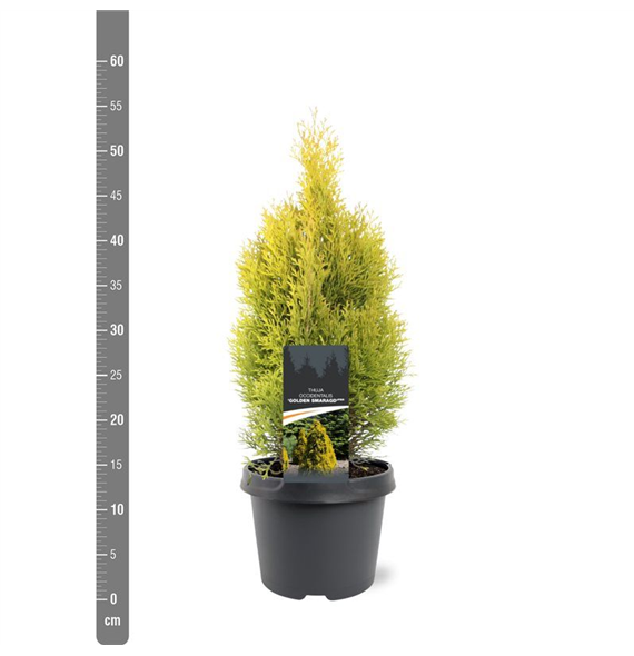 Thuja occidentalis 'Golden Smaragd' F00009847