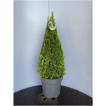 Thuja occidentalis 'Golden Smaragd' F00009284