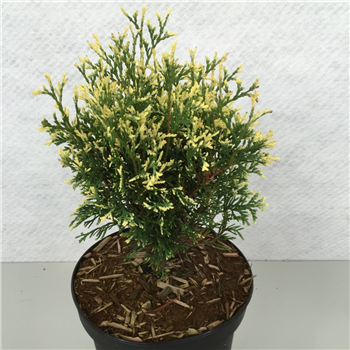 Thuja occidentalis 'Heartland Snow' F00010325