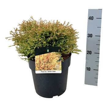 Thuja occidentalis 'Golden Tuffet' F00009873
