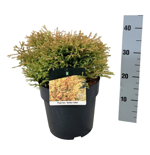 Thuja occidentalis 'Golden Tuffet' F00009873