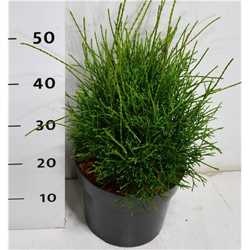 Thuja occidentalis 'Little Filley' F00009952