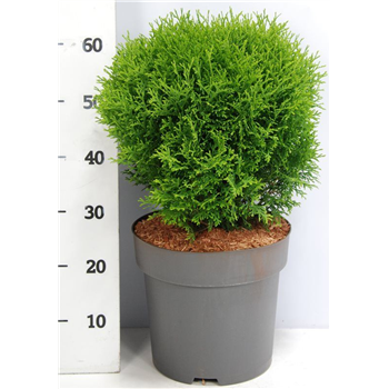 Thuja occidentalis 'Little Giant' F00005884