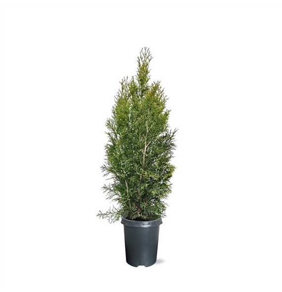 Thuja occidentalis 'Smaragd' F00008034