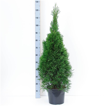 Thuja occidentalis 'Smaragd' F00009854