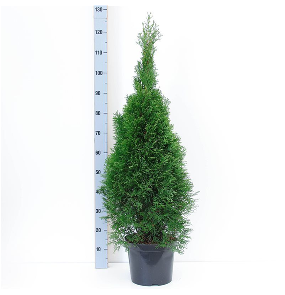 Thuja occidentalis 'Smaragd' F00009854