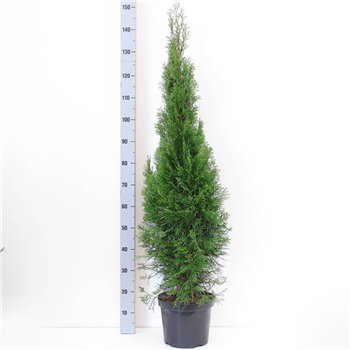 Thuja occidentalis 'Smaragd' F00010518