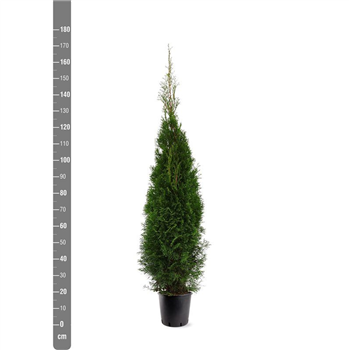 Thuja occidentalis 'Smaragd' F00010519