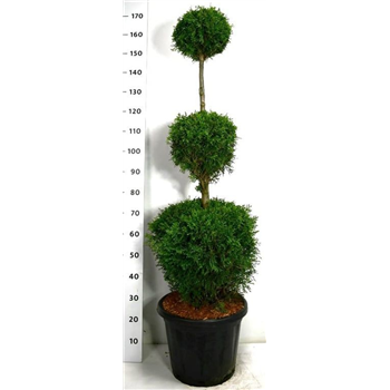Thuja occidentalis 'Smaragd' F00006141
