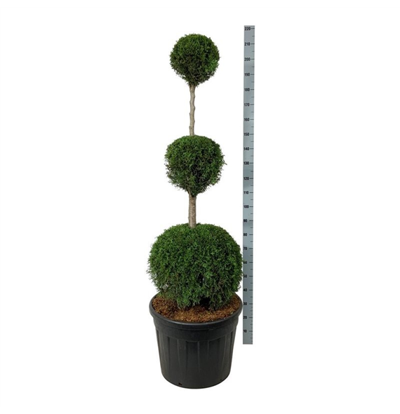 Thuja occidentalis 'Smaragd' F00006994
