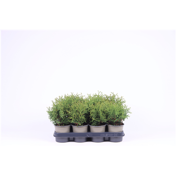 Thuja occidentalis 'Tiny Tim' F00003504