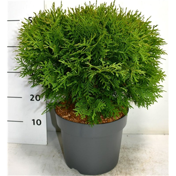 Thuja occidentalis 'Woodwardii' F00005905