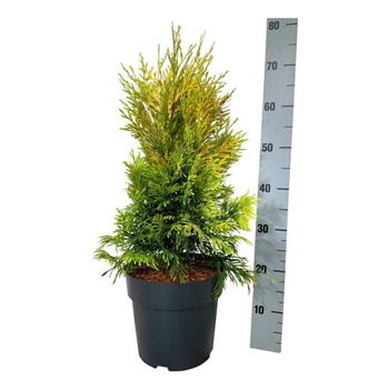 Thuja plicata '4 ever Goldy' F00009871