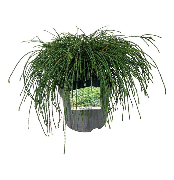 Thuja plicata 'Whipecord' F00009451
