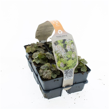 Tiarella wherryi F00008941