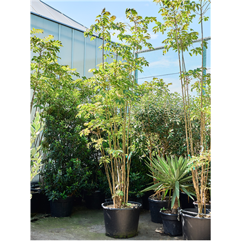Toona sinensis 'Flamingo' (280-360) 5TOSFMS50