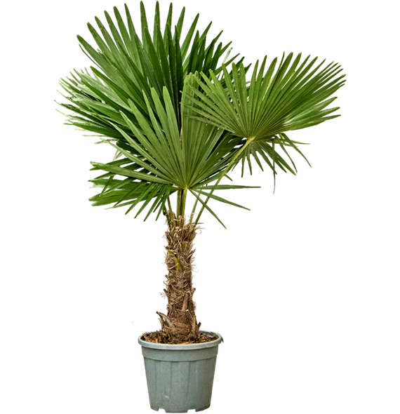 Trachycarpus fortunei (150-180) 5TRFOR022
