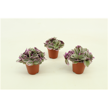 Tradescantia Sweetness F00000368