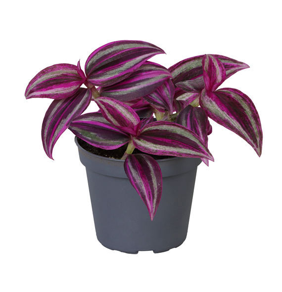 Tradescantia zebrina 'Pink Paradise' F00002084