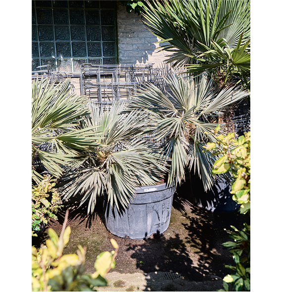 Trithrinax campestris (140-160) 5TRCA2S40