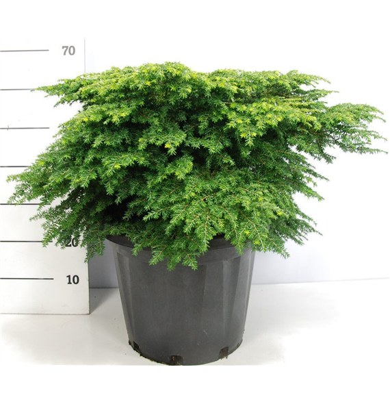 Tsuga canadensis 'Green Globe' F00009054