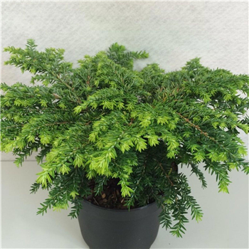 Tsuga canadensis ‘Popeleski’ F00010328
