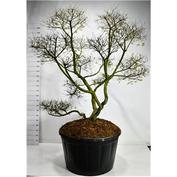 Ulmus minor 'Jacqueline Hillier' F00006573