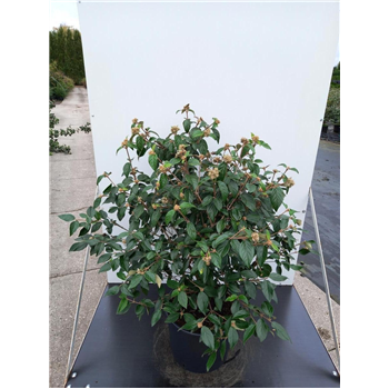 Viburnum 'Eskimo' F00010989