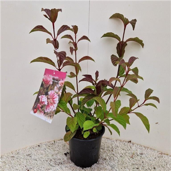 Viburnum bodnantense 'Dawn' F00010330