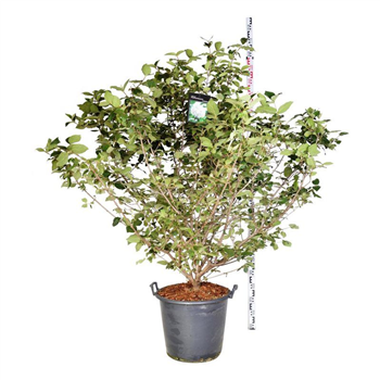 Viburnum carlcephalum F00006712