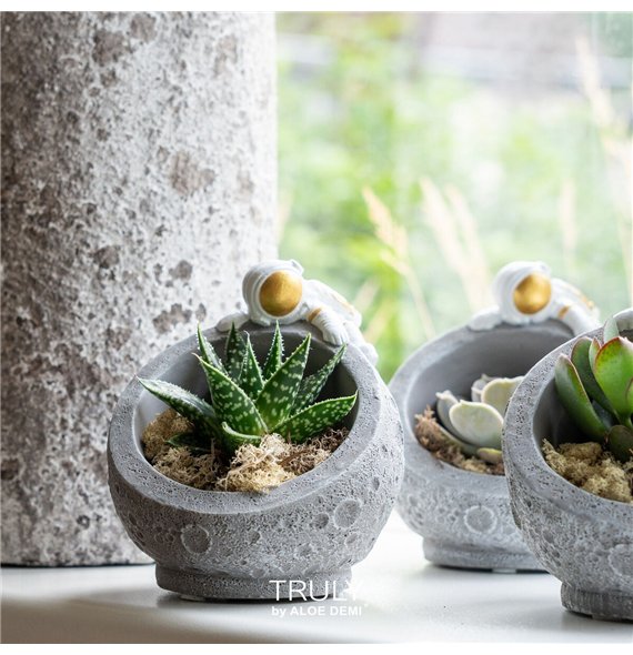 Sukulente TRULY Succulent mix  Martian 1 fl 15cm 12cm Q4271