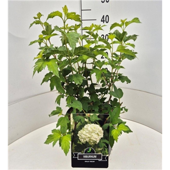 Viburnum opulus 'Roseum' F00010578