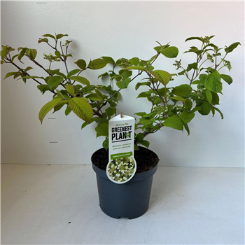 Viburnum plicatum 'Cascade' F00010336