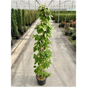 Viburnum plicatum 'Kilimandjaro' F00006768
