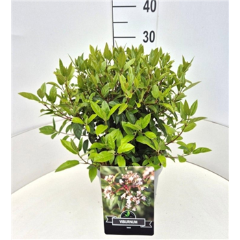 Viburnum tinus F00008223