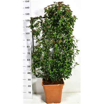 Viburnum tinus 'Eve Price' F00006548