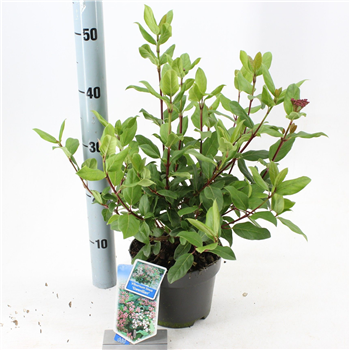 Viburnum tinus 'Gwenllian' F00005114