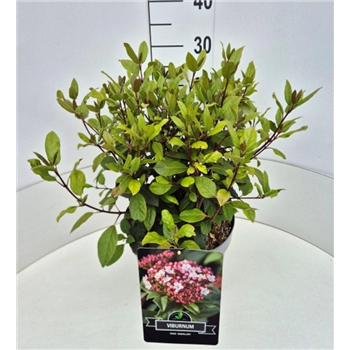 Viburnum tinus 'Gwenllian' F00008241