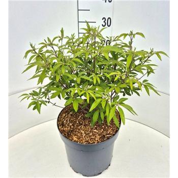 Vitex agnus-castus 'Latifolia' F00008967