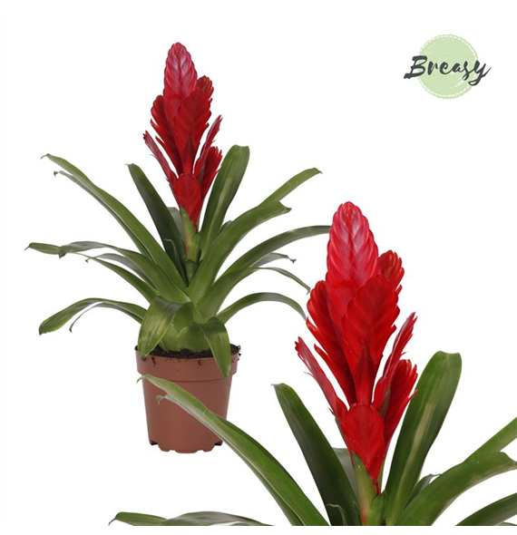 Vriesea 'Intenso Red' F00004496