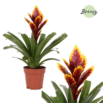 Vriesea Intenso 'Purple Flame' F00000177