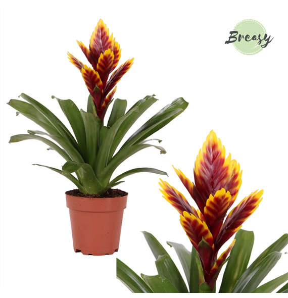 Vriesea Intenso 'Purple Flame' F00000177