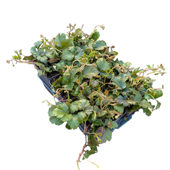 Waldsteinia ternata F00009221