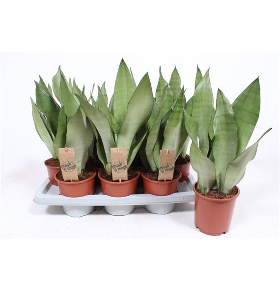 Taščin jezik - Sanseveria trifasciata moonshine Moonshine 45cm 14cm Q4380